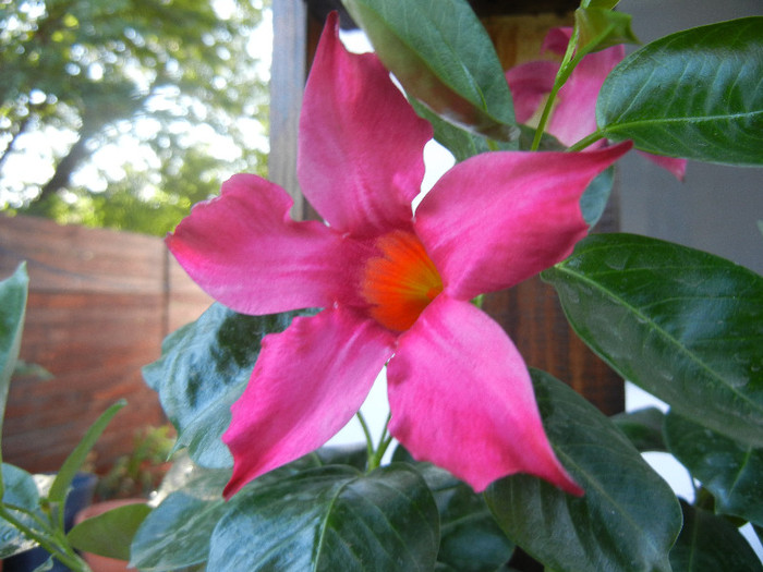 Mandevilla Summer Bell Red (`12, Aug.28)