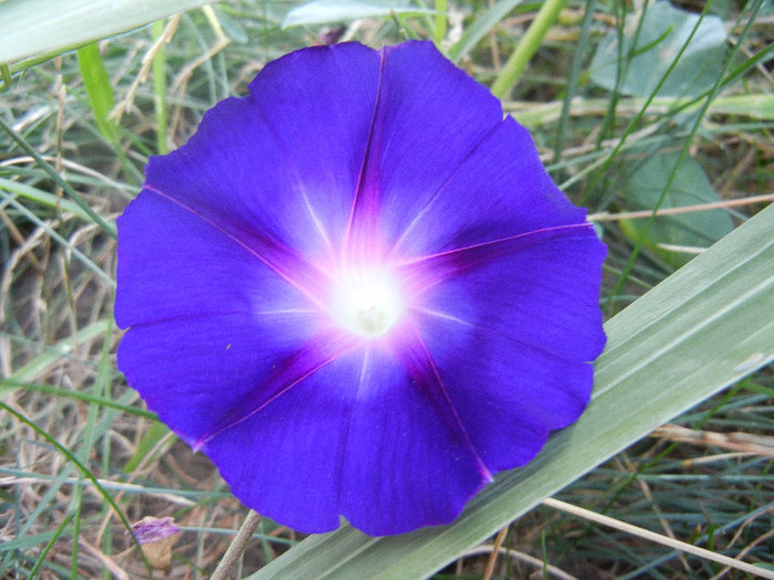 Morning Glory_Ipomoea (2012, Aug.24)