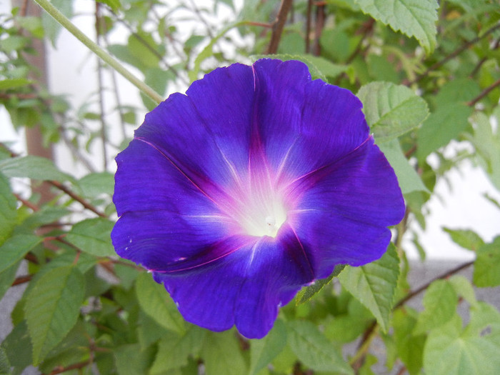 Morning Glory_Ipomoea (2012, Aug.24) - ZORELE Ipomoea