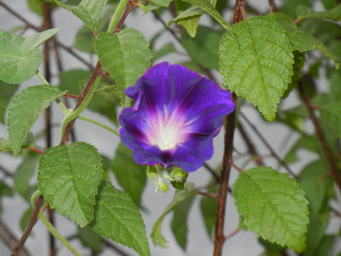 Morning Glory_Ipomoea (2012, Aug.26) - ZORELE Ipomoea