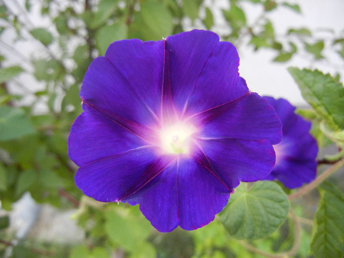 Morning Glory_Ipomoea (2012, Aug.26)