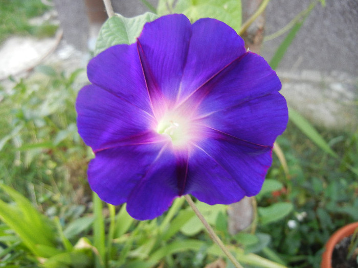 Morning Glory_Ipomoea (2012, Aug.26)