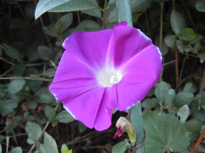 Picotee Morning Glory (2012, Aug.28) Picotee Morning Glory (2012, Aug.28)