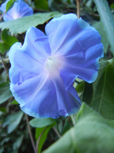 Picotee Morning Glory (2012, Aug.29) - Picotee Morning Glory