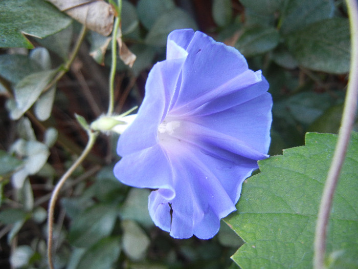 Picotee Morning Glory (2012, Aug.29) - Picotee Morning Glory