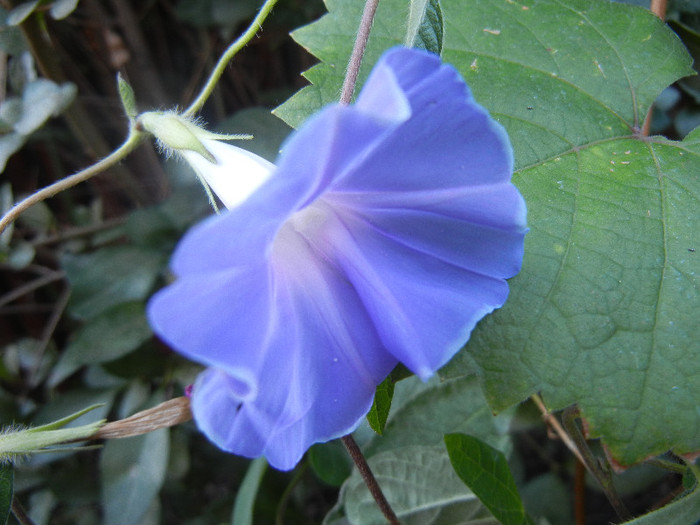 Picotee Morning Glory (2012, Aug.29)