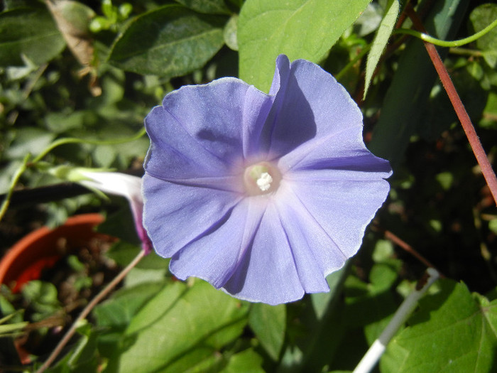 Picotee Morning Glory (2012, Aug.30)