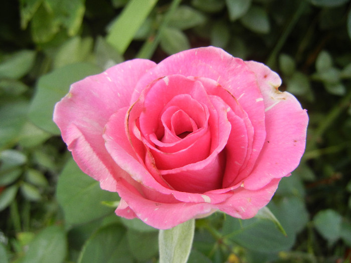 Rose Pink Peace (2012, August 27)