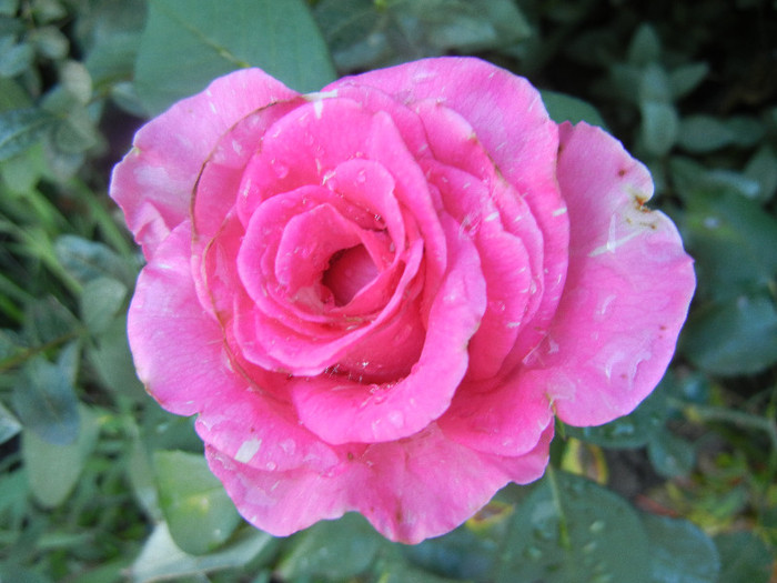 Rose Pink Peace (2012, August 28) - Rose Pink Peace