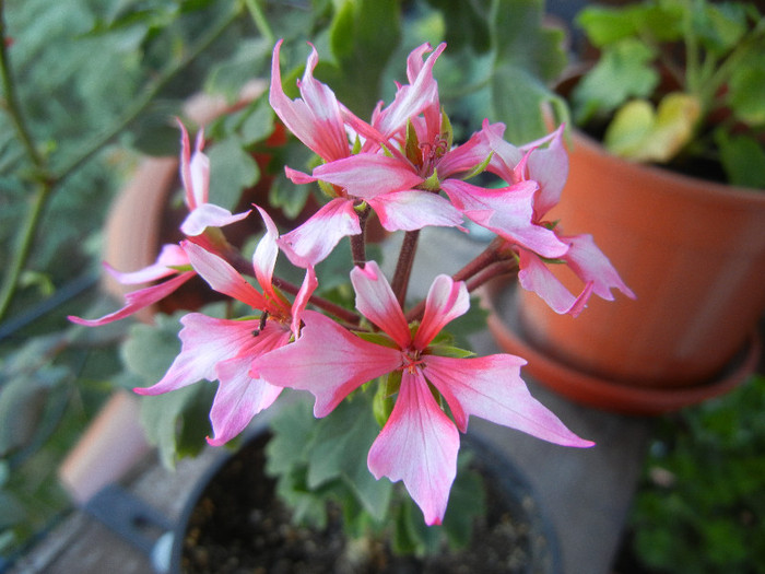 Pink Stellar Geranium (2012, Aug. 29)