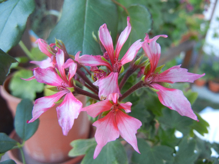 Pink Stellar Geranium (2012, Aug. 29) - Geranium Stellar Pink