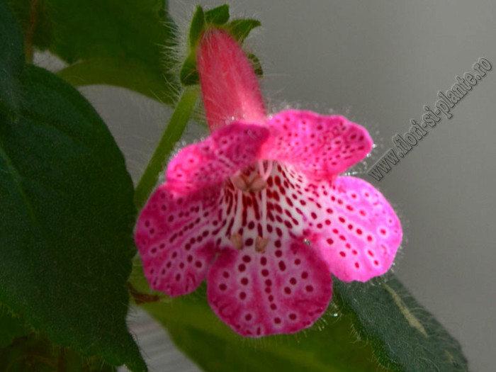 Kohleria Laura; 2012

