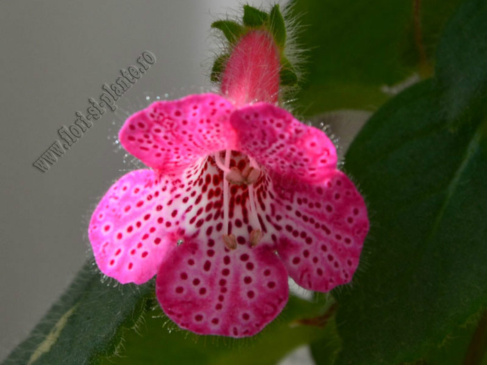 Kohleria Laura; 2012
