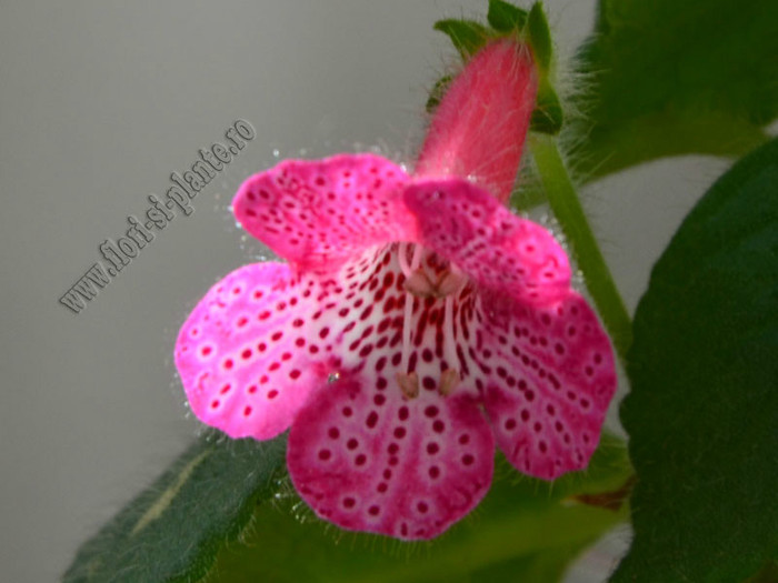 Kohleria Laura; 2012
