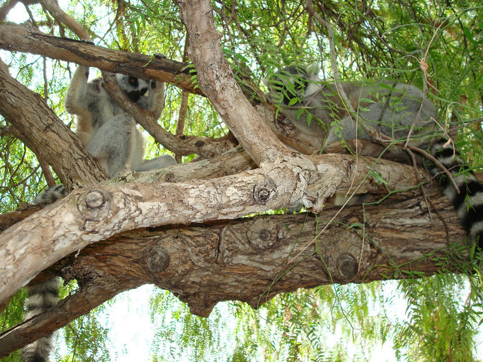 DSC05536 - BIOPARC