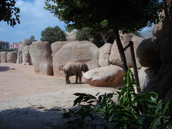 DSC05564 - BIOPARC