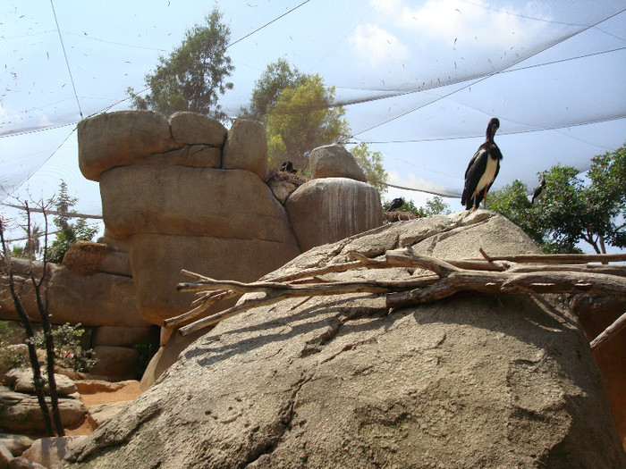 DSC05607 - BIOPARC