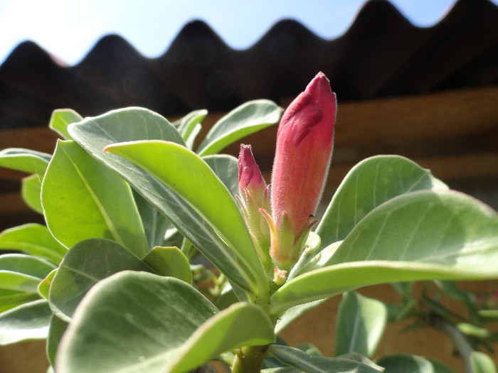 DSC00428 - Adenium