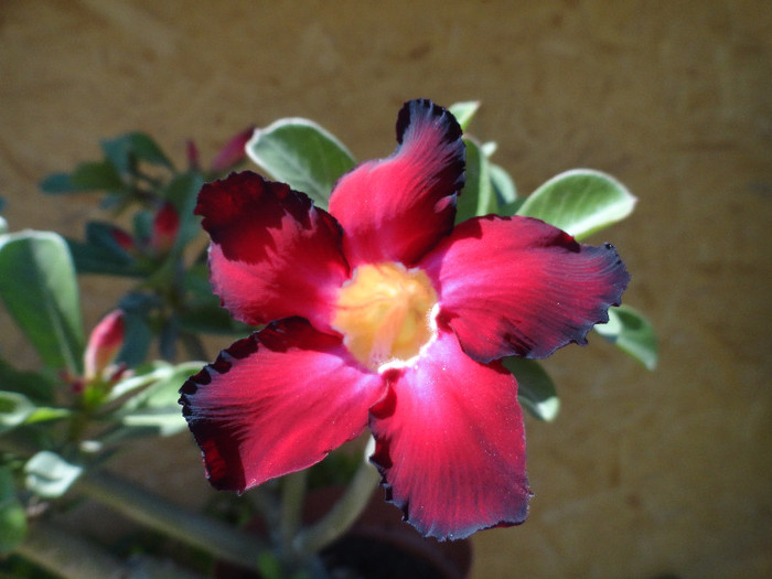 DSC00452 - Adenium