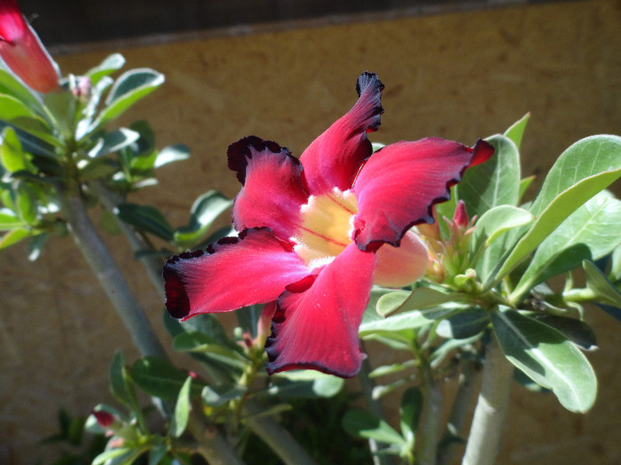 DSC00453 - Adenium