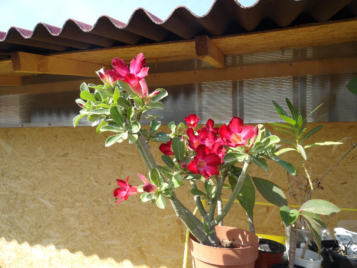 DSC00503 - Adenium