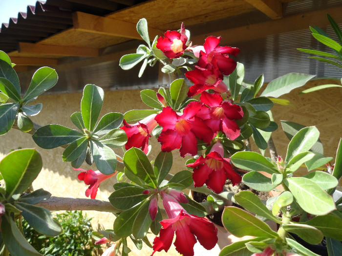 DSC00505 - Adenium