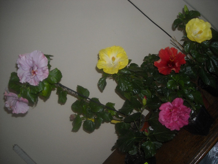Hibiscus grup