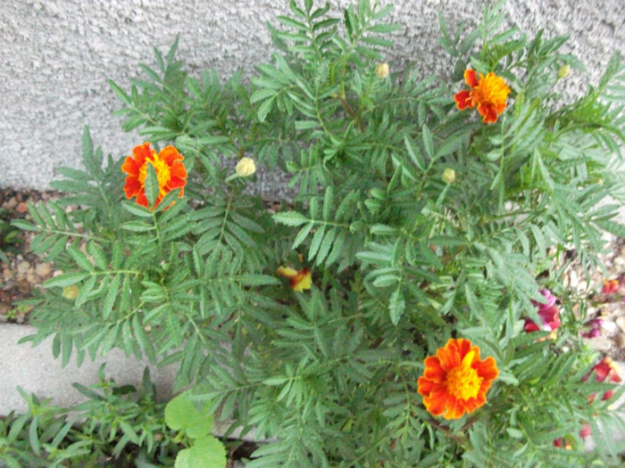 Picture 038