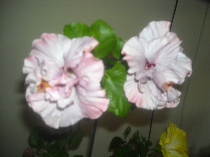 Hibiscus Memoris