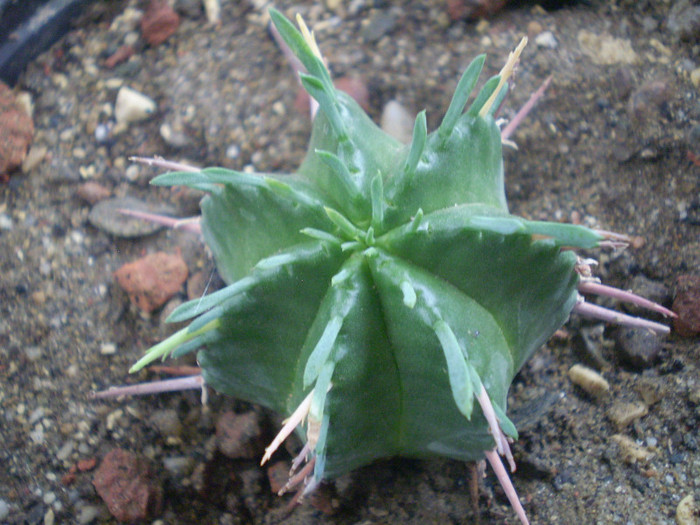 Euphorbia meloformis