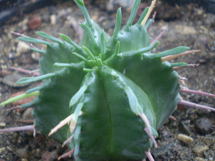 Euphorbia meloformis