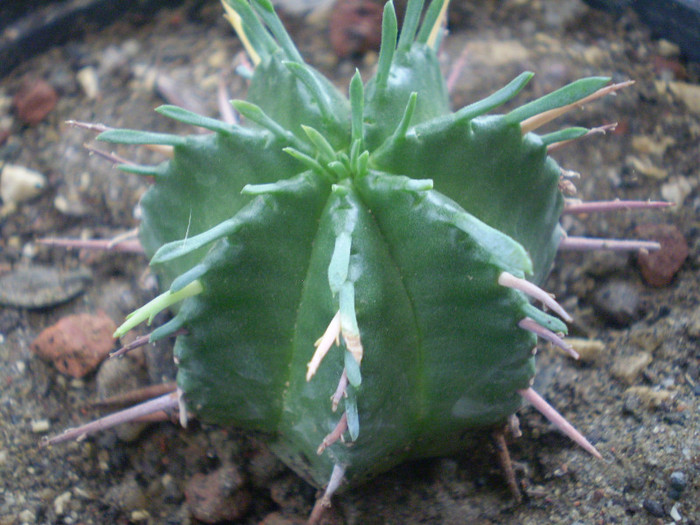 Euphorbia meloformis