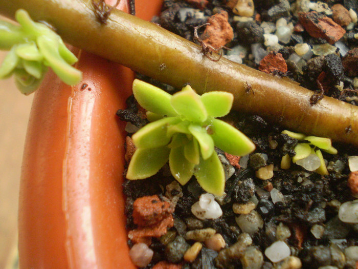 Euphorbia myrsinites