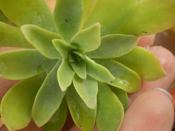 Euphorbia myrsinites