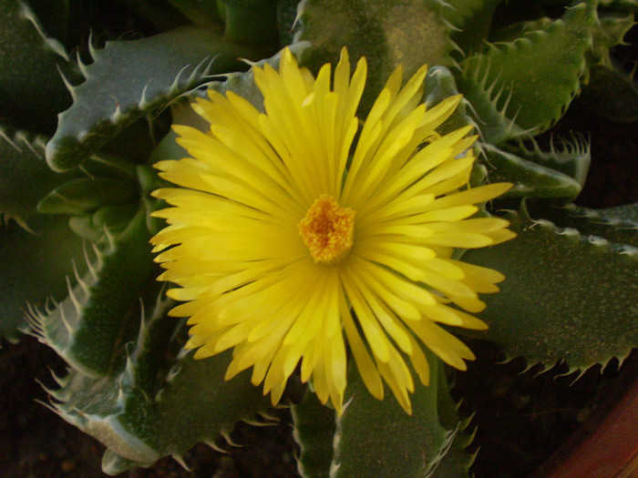 Faucaria tigrina