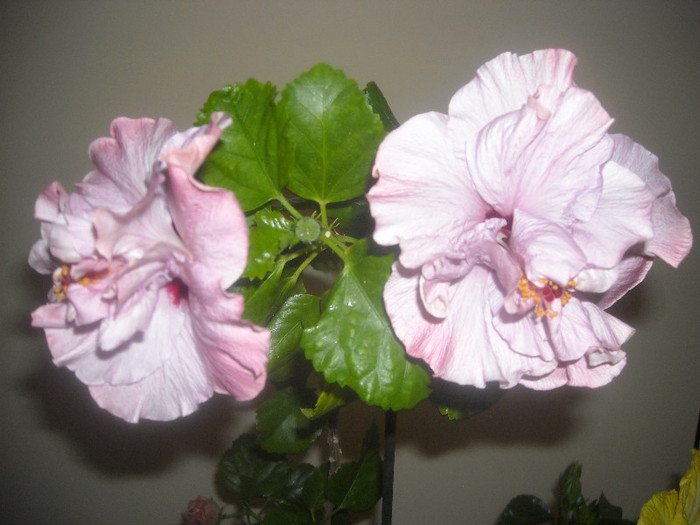 Hibiscus Memoris