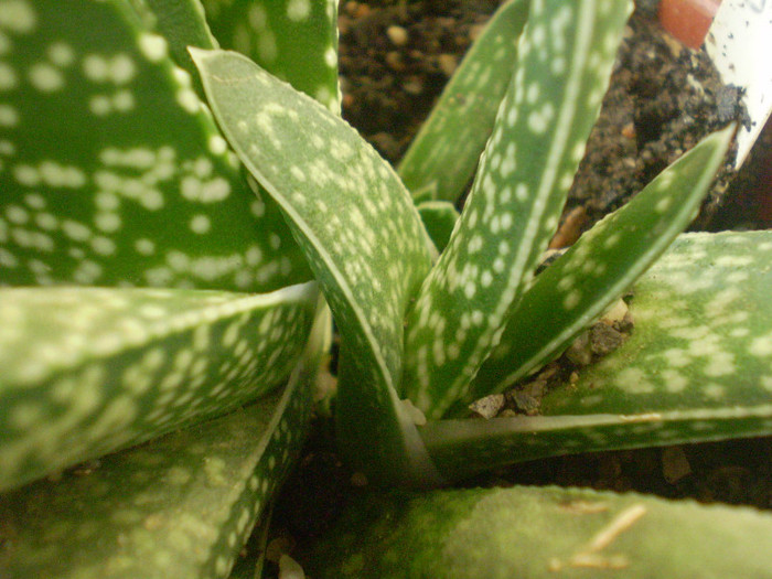 Gasteria decipiens