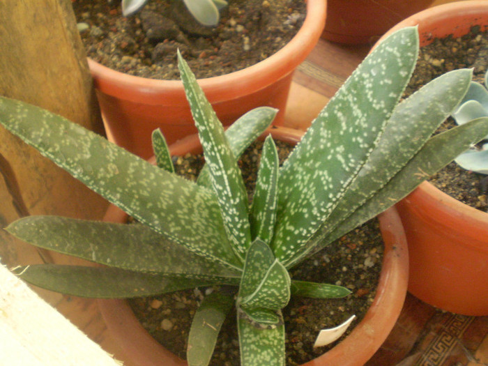 Gasteria decipiens