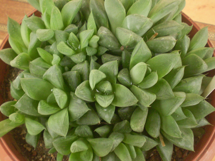 Haworthia cuspidata