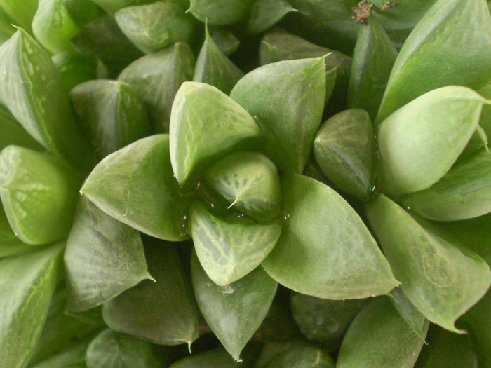 Haworthia cuspidata