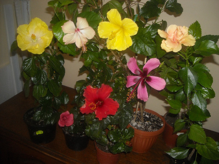 Hibiscus grup