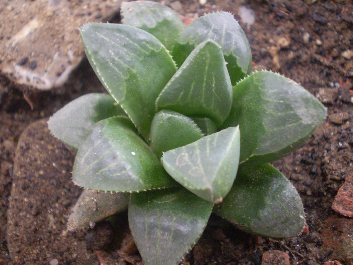 Haworthia magnifica