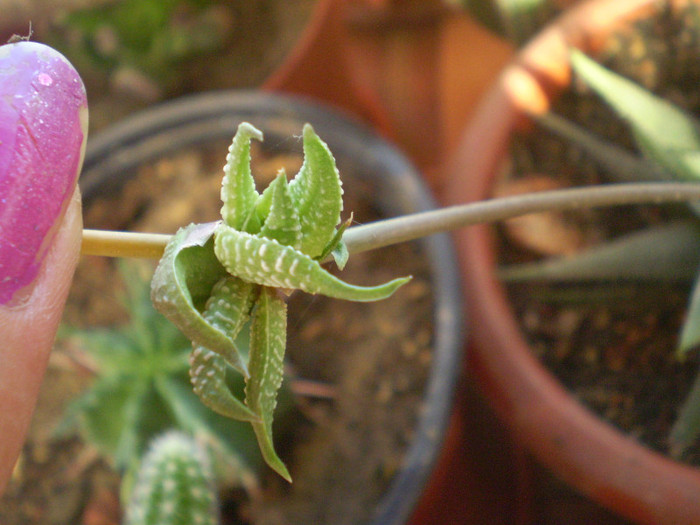 Haworthia margaritifera pearl plant