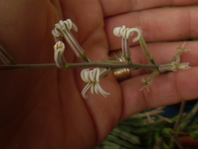 Haworthia margaritifera pearl plant
