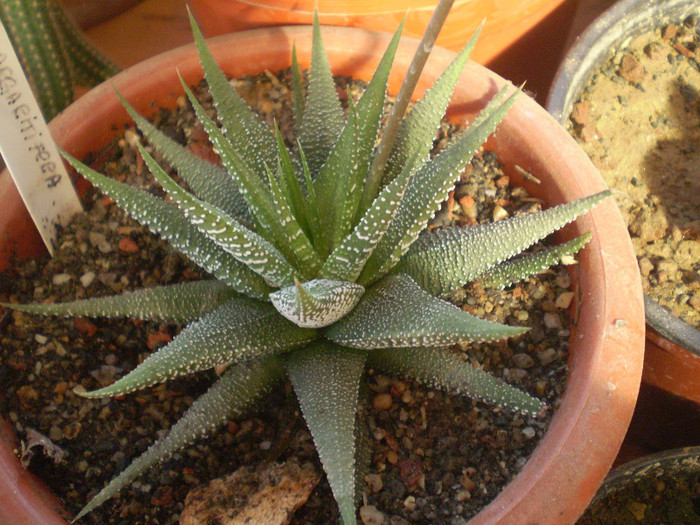Haworthia margaritifera pearl plant