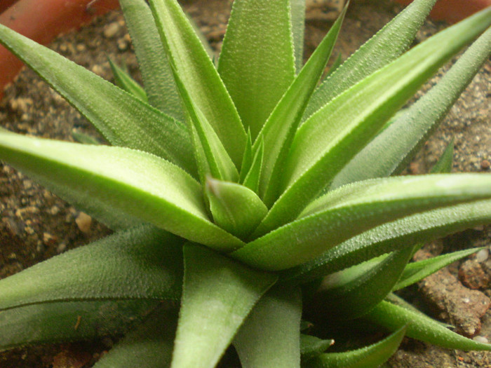 Haworthia radula