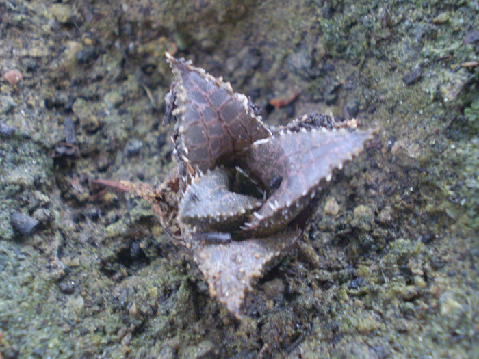 Haworthia tessellata