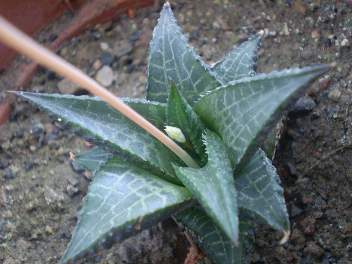 Haworthia venosa ssp. tessellata
