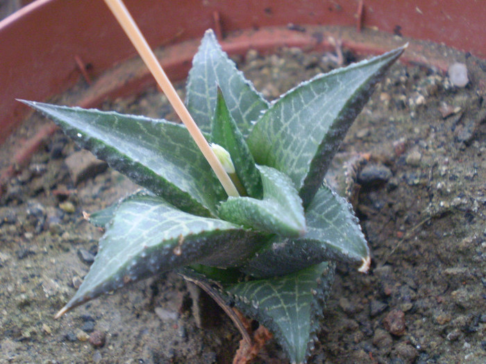 Haworthia venosa ssp. tessellata
