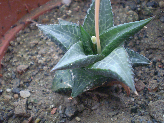 Haworthia venosa ssp. tessellata